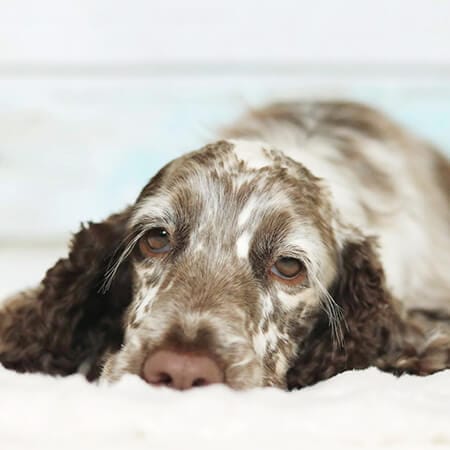 Voor je begint met Probo Paw