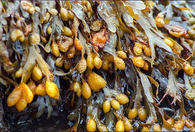 BLADWIER (Bladderwrack)
