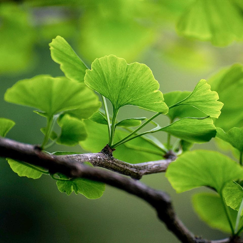 GINKGO BILOBA