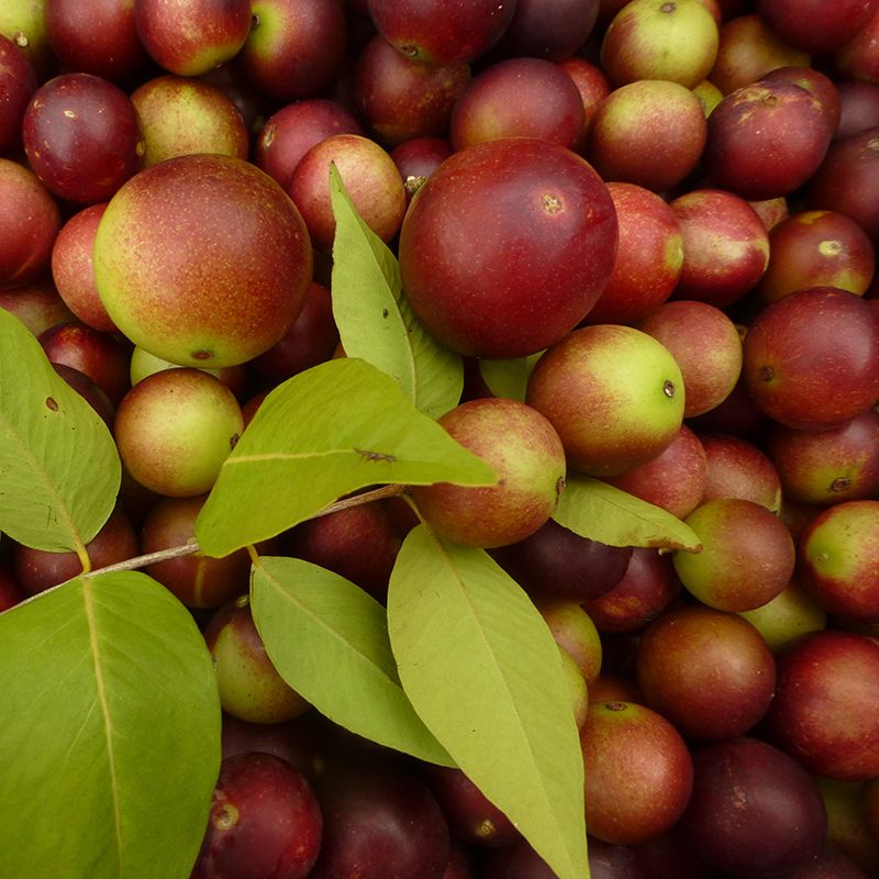 VITAMINE C (Camu Camu)