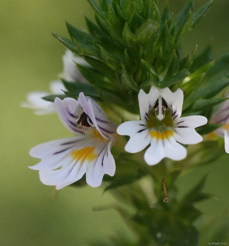 OOGTROOST (Eyebright)